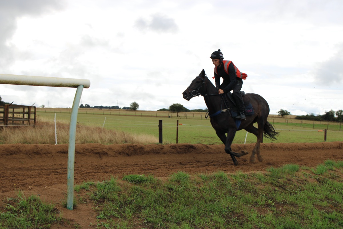 Just Passing Bye cantering on the gallops with her work rider