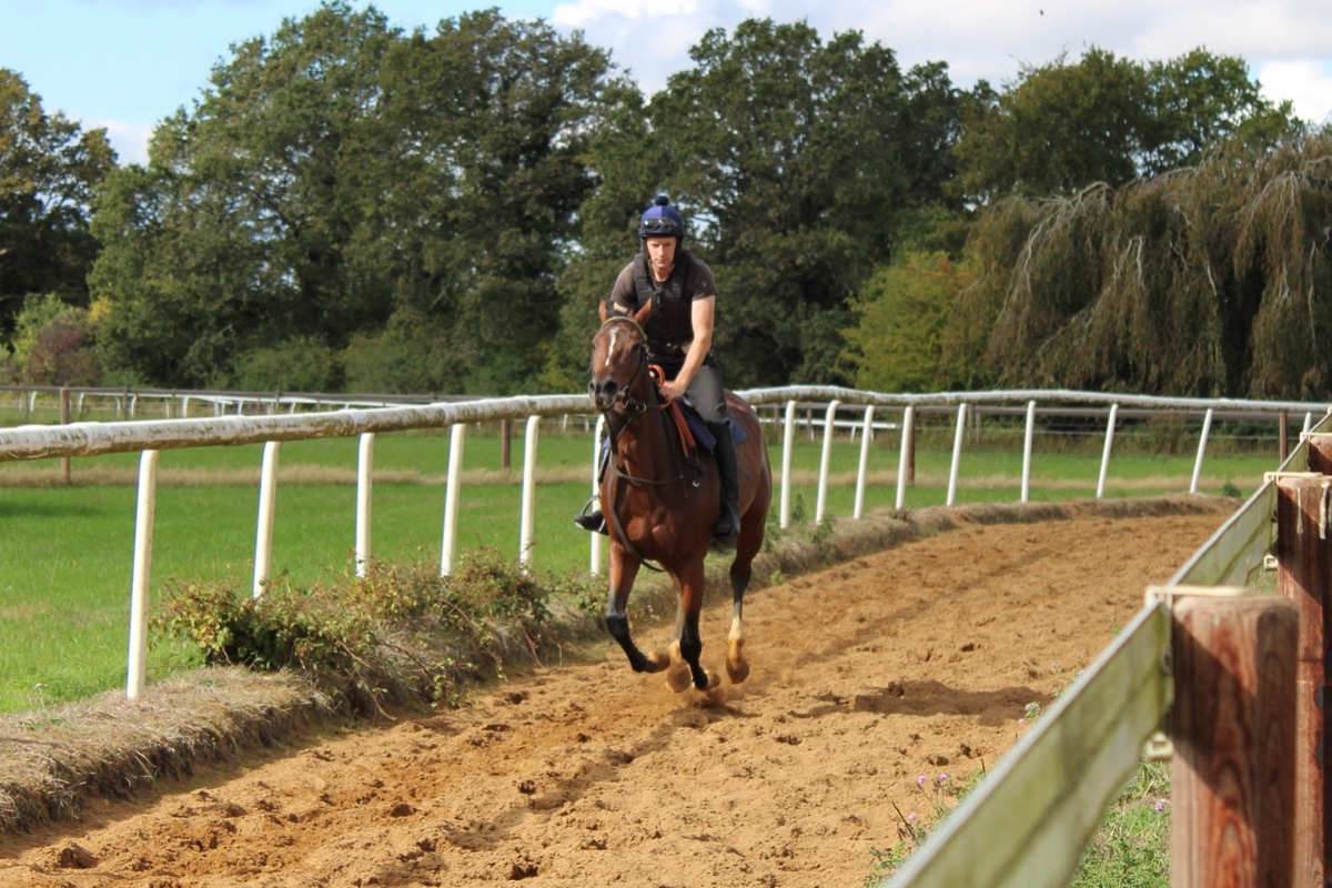 Maisie cantering towards the camera on the gallops with her work rider