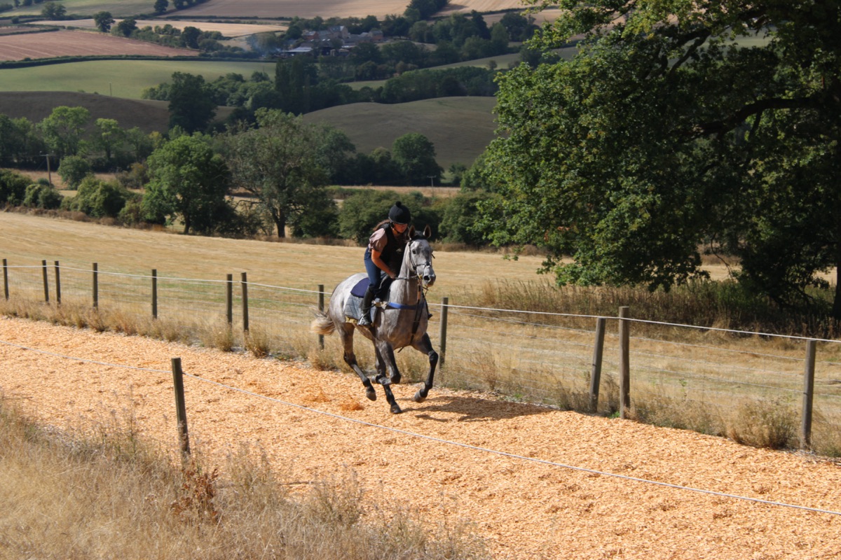 Silverhill Freya, a grey, cantering up the gallops with her work rider