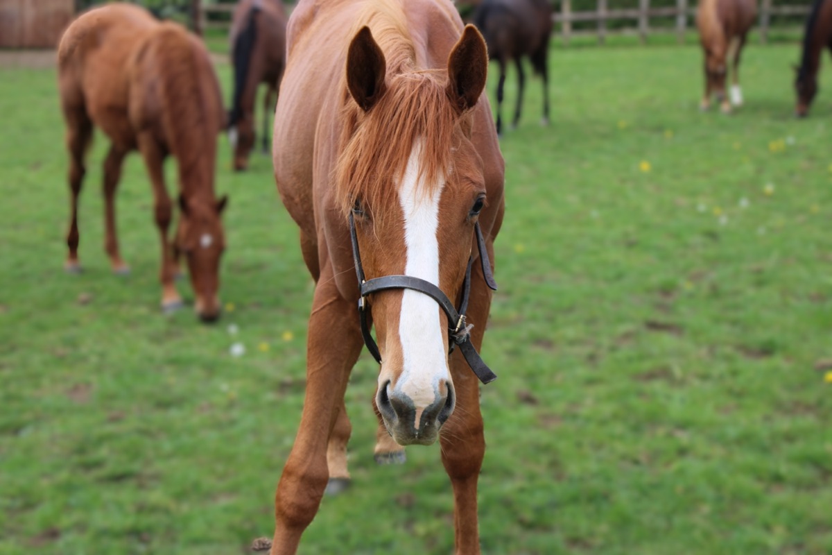Emris Racing's photograph of the yearling colt by Logician out of J'Y Vole (stable name Paul) in a paddock