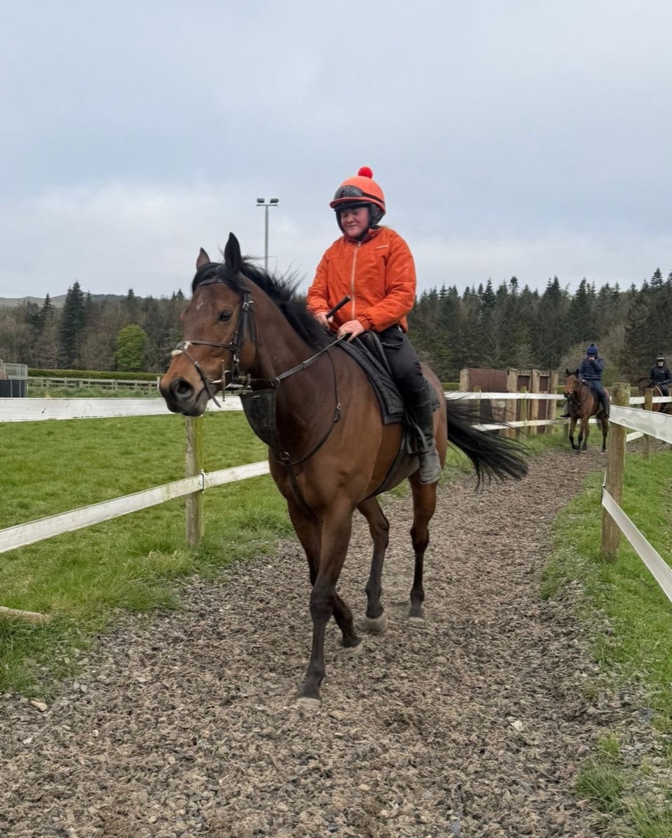 Curious Rover walking on a woodchip track with his work rider