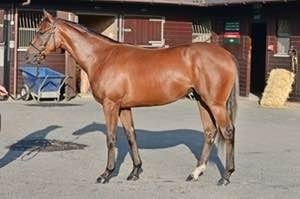 The Kodi Bear x Musicora filly standing in a stable yard