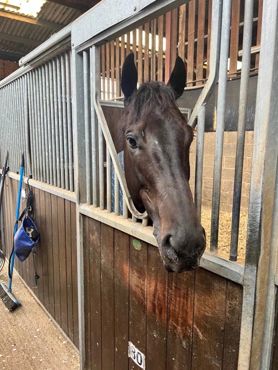 Mini Mac looking over his stable door
