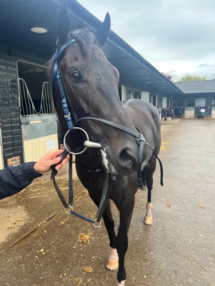 Mini Mac standing in the yard in his bridle