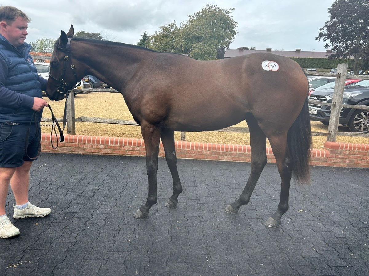 The New Bay x Misty Ayr filly stood up for the camera, held by a handler