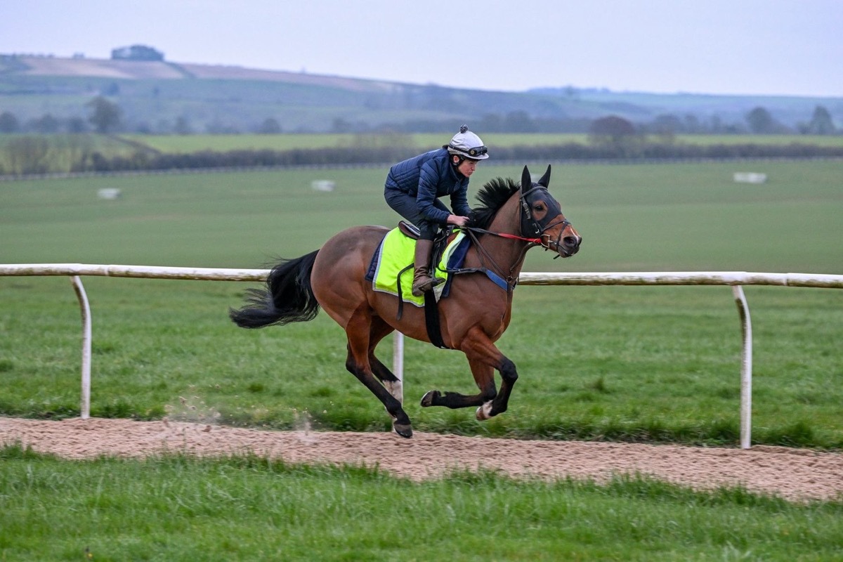 Obelix galloping on the all-weather gallops with his work rider