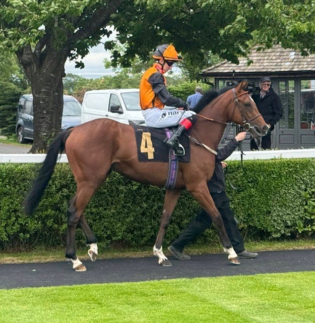 Brixworth Bandit in the parade ring at the races