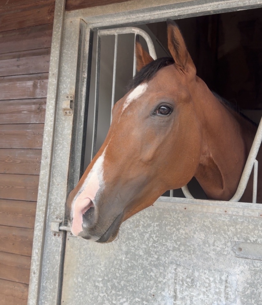 Brixworth Bandit looking over his stable door