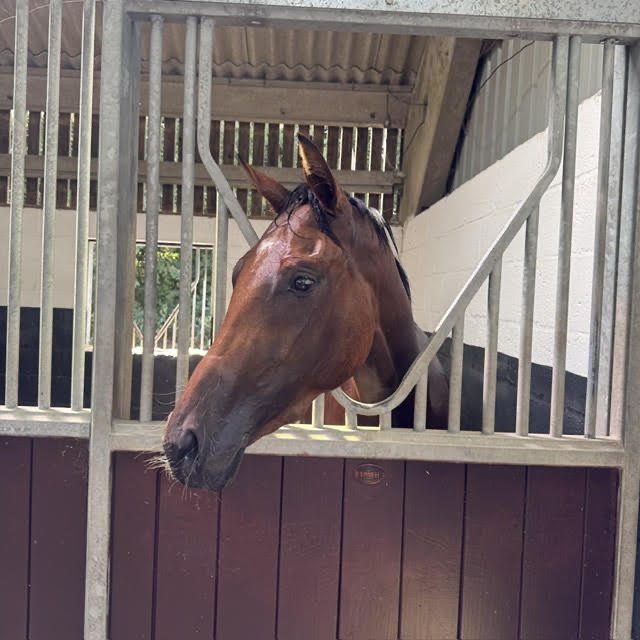 Mini Marj looking out of her stable